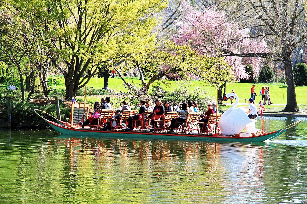 A Swan Boat full of passengers gliding past spring blossom in the Public Garden