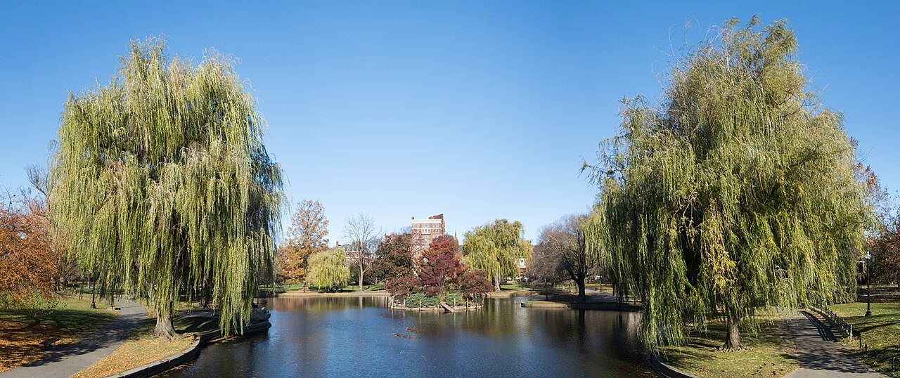 Weeping willows framing the Public Garden lagoon in autumn