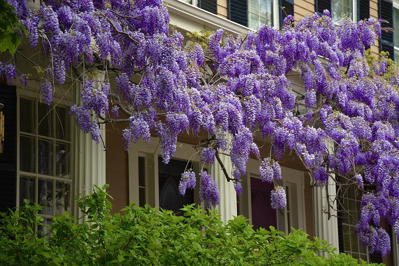 Wisteria in purple bloom over the porch of a Cambridge house