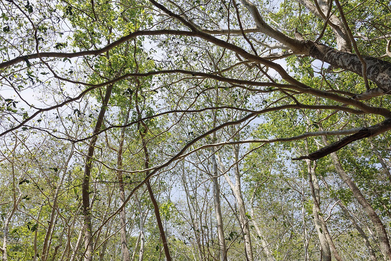 Twisted trees arching over a woodland path in the Seashore