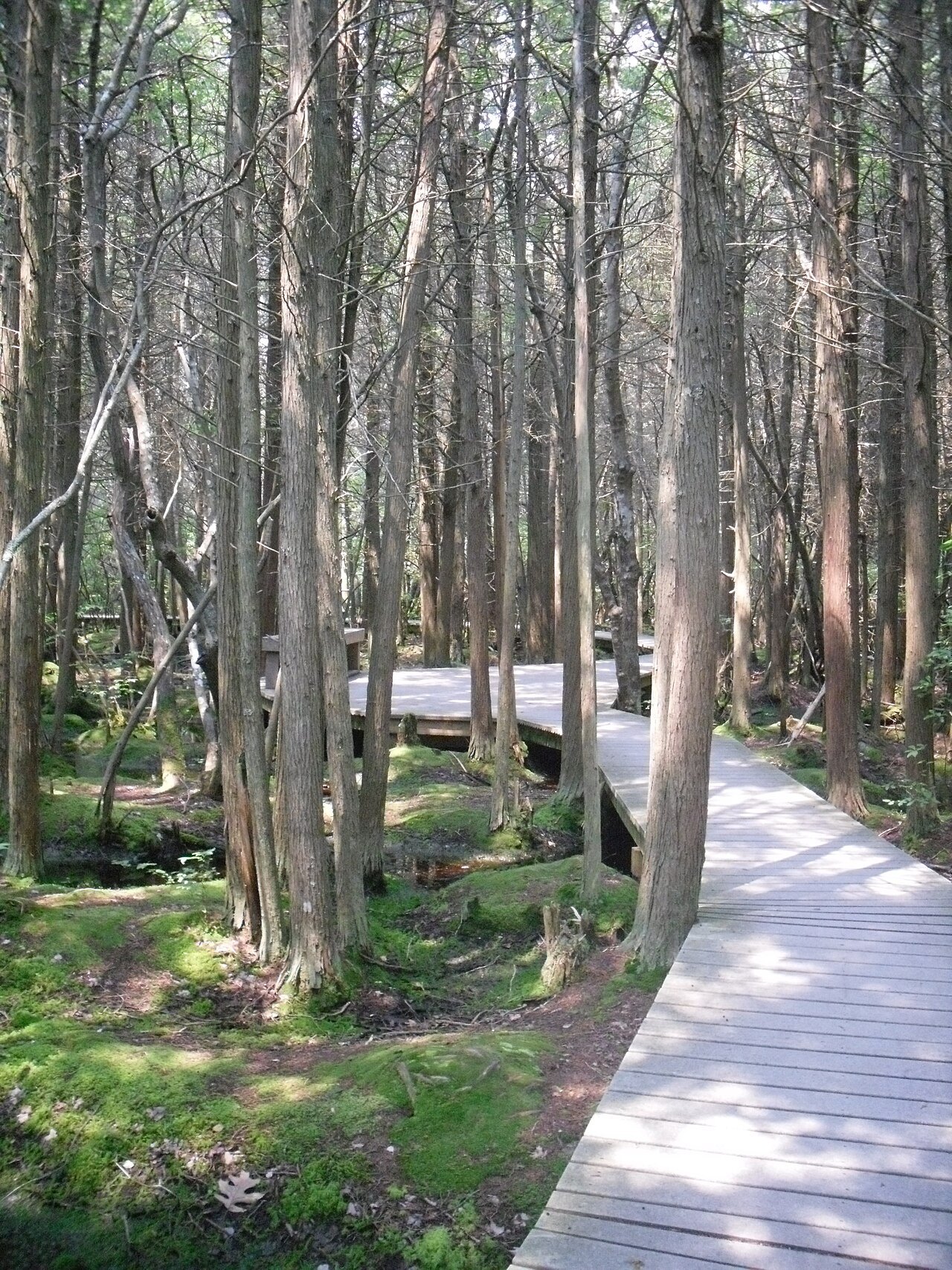 A boardwalk trail through a swamp of tall, slender cedars