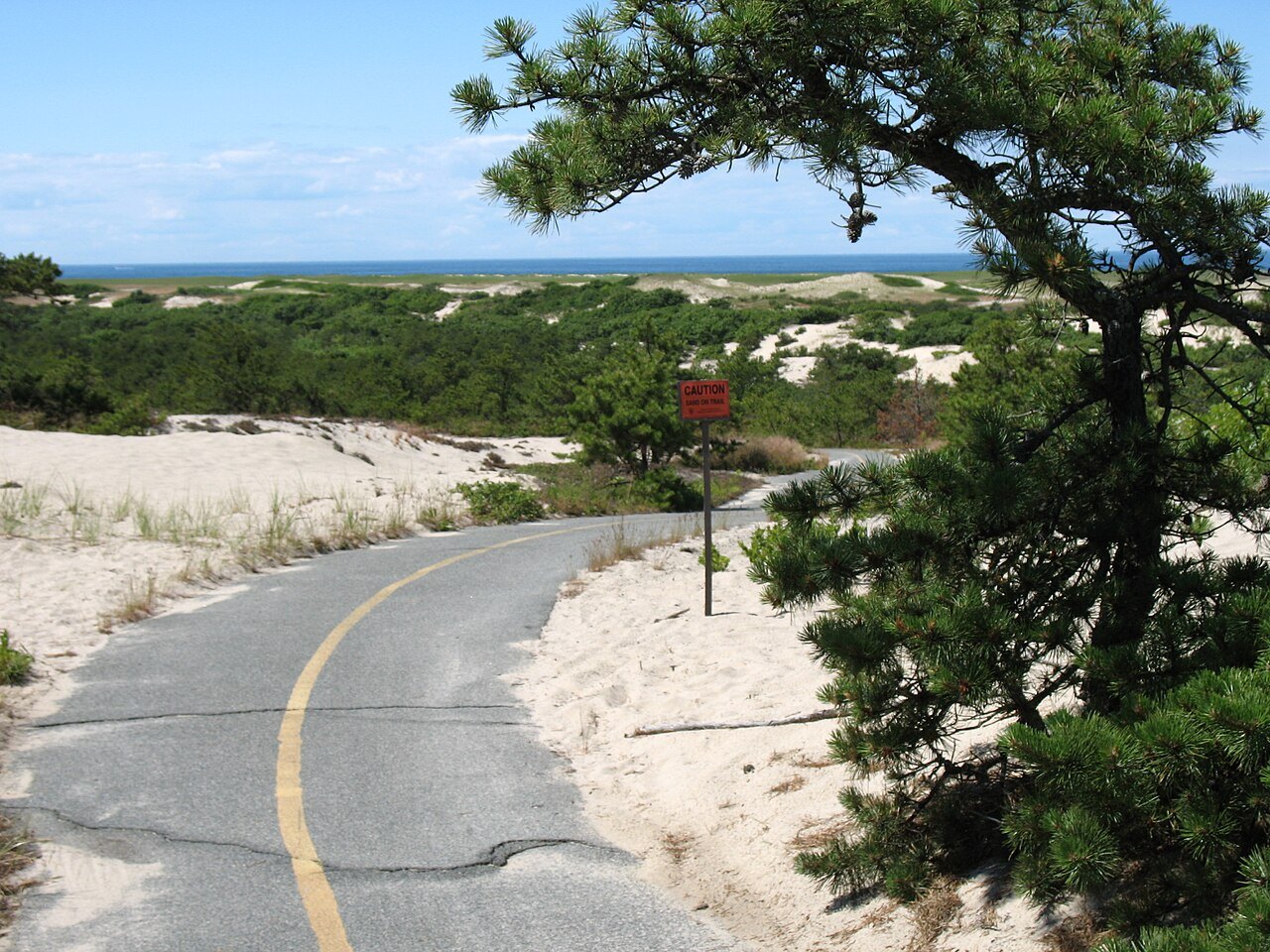 A paved bike trail winding between pines and dunes in the Province Lands