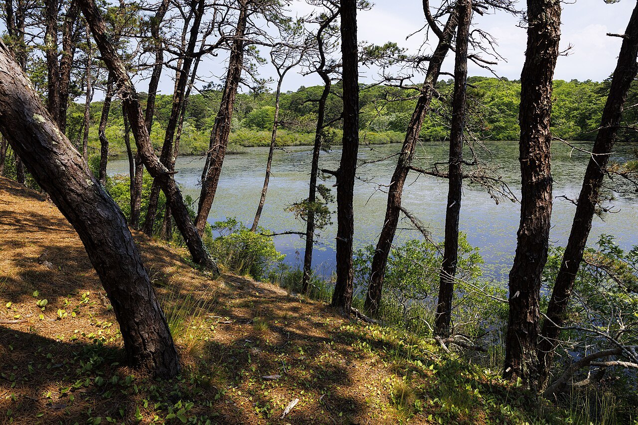 Pitch pines leaning over a kettle pond in the woods of the Seashore