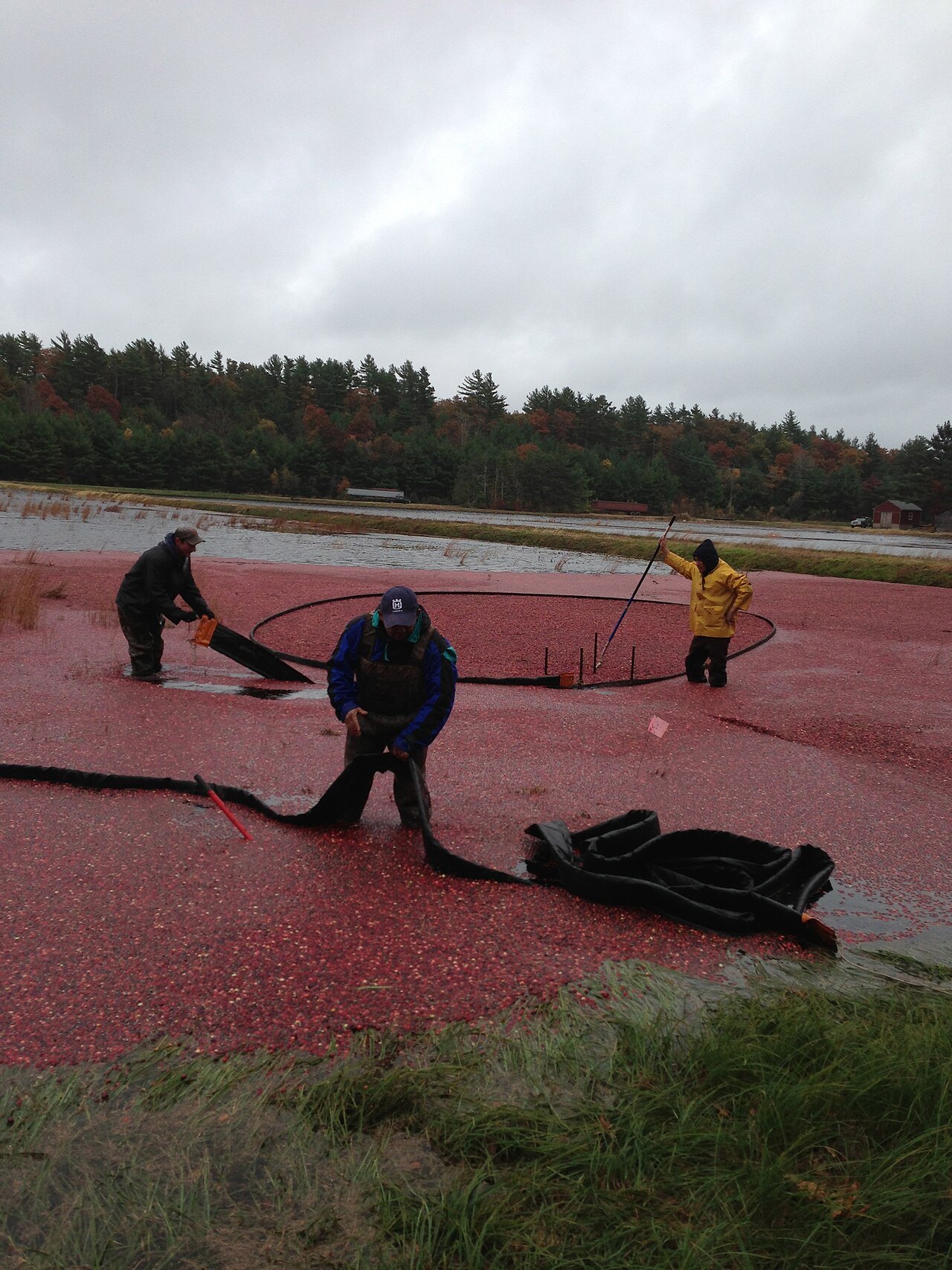 Workers in waders corralling floating cranberries in a flooded bog in Middleboro