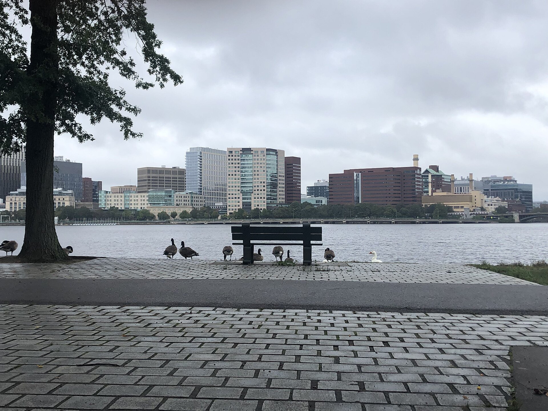 A bench on the paved bank of the Charles, the far shore across the water