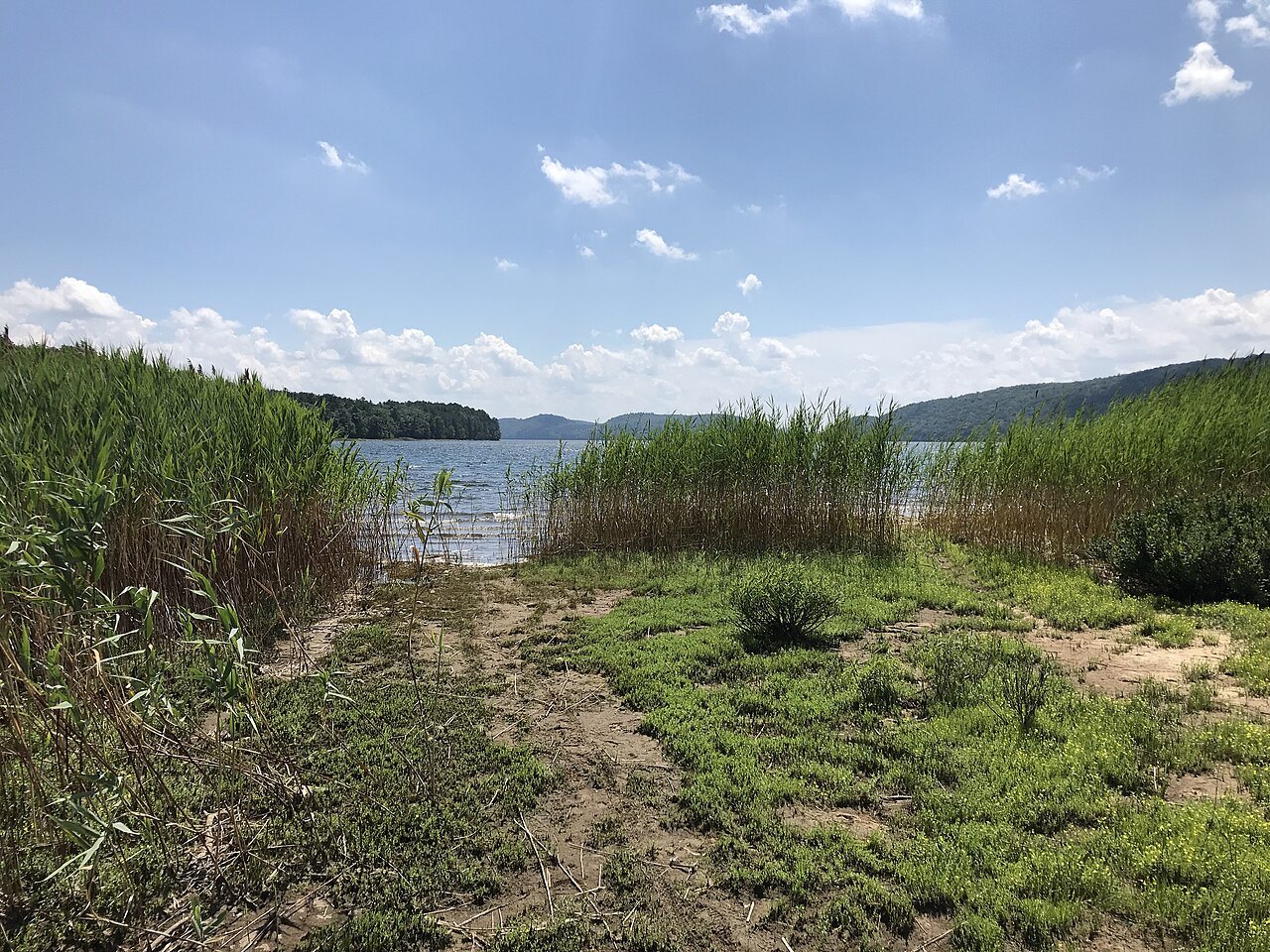The old Rabbit Run rail bed running into the reeds of the Quabbin Reservoir