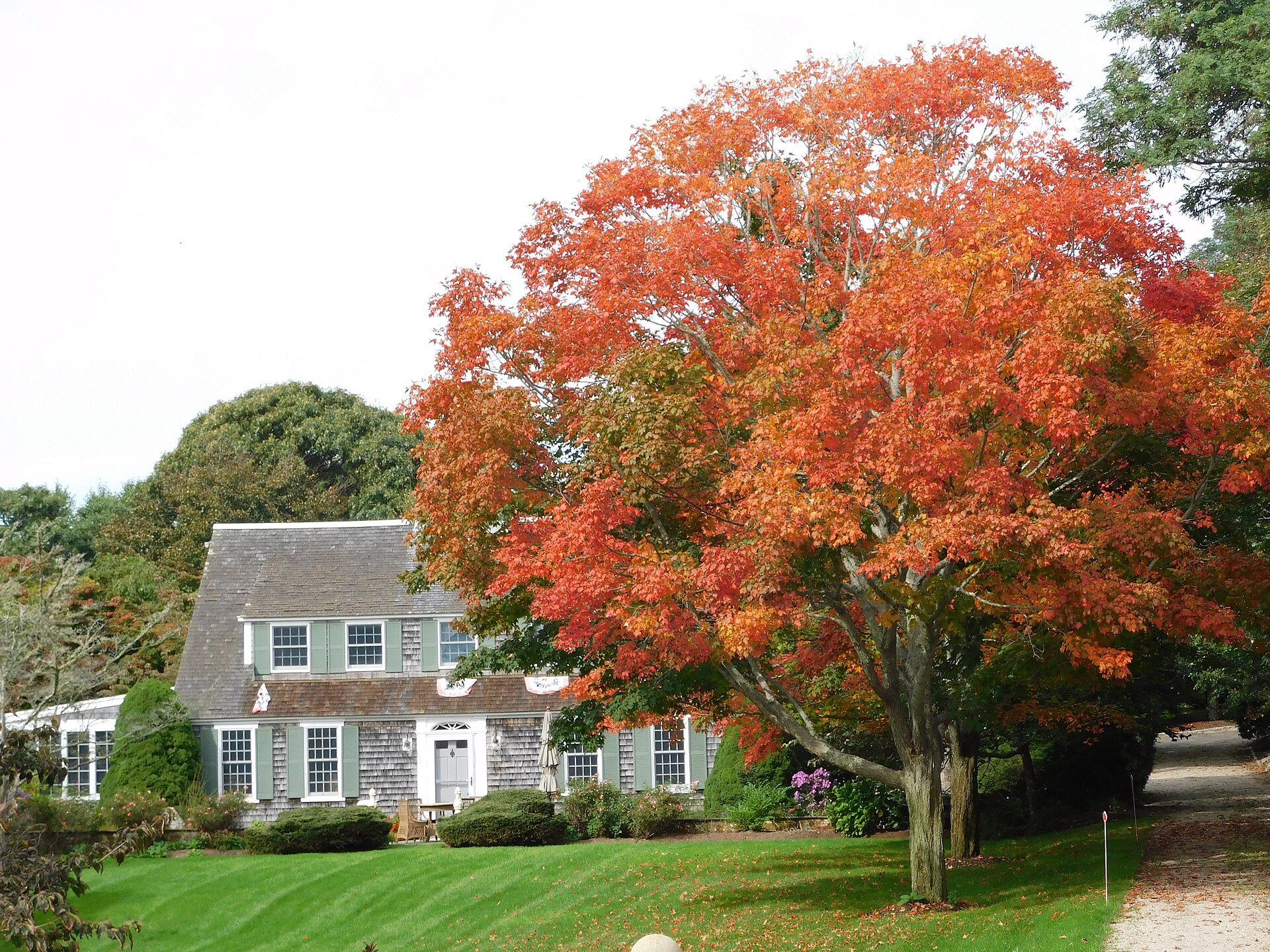 A flaming red maple beside a shingled house in Hyannis in autumn
