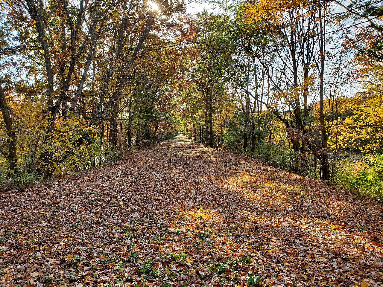 Leaves carpeting an old rail bed under turning trees