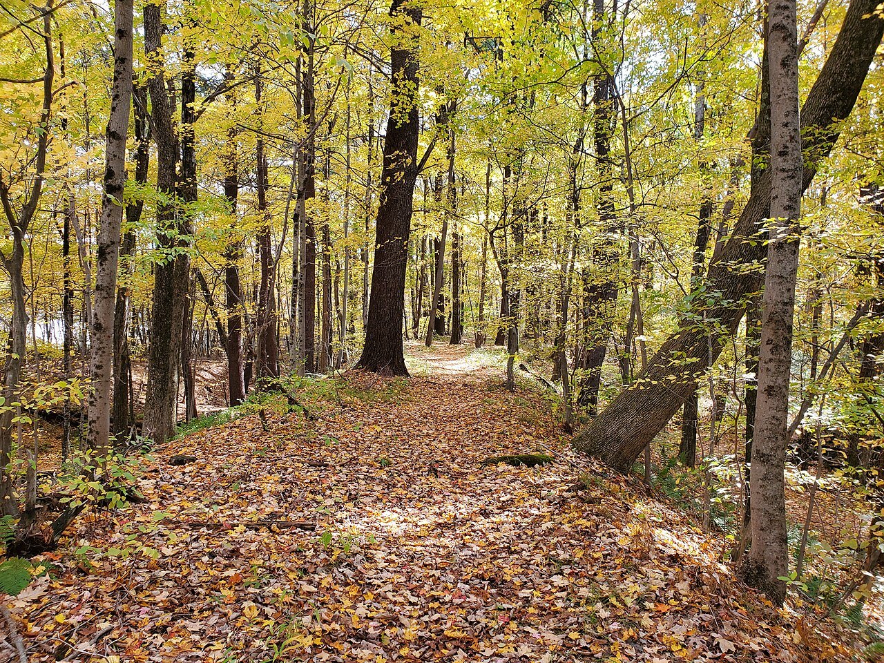 Fallen leaves on an old rail embankment through autumn woods
