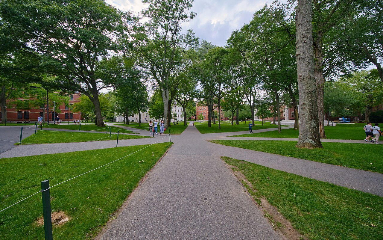 A path through the green Yard in summer under the trees