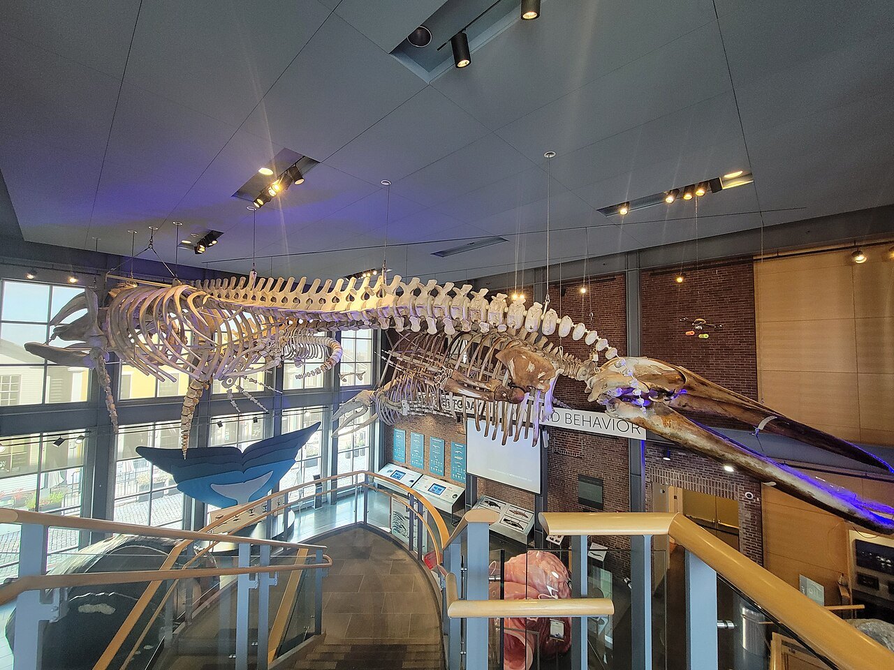 Whale skeletons hung in the glass hall of the Whaling Museum