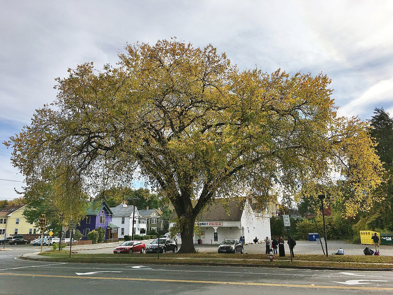 A great elm spreading over Old South Street in Northampton