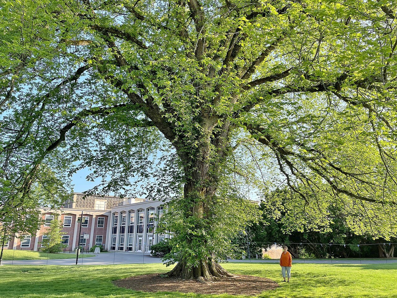 A great tree spreading over the lawn of the Smith College campus