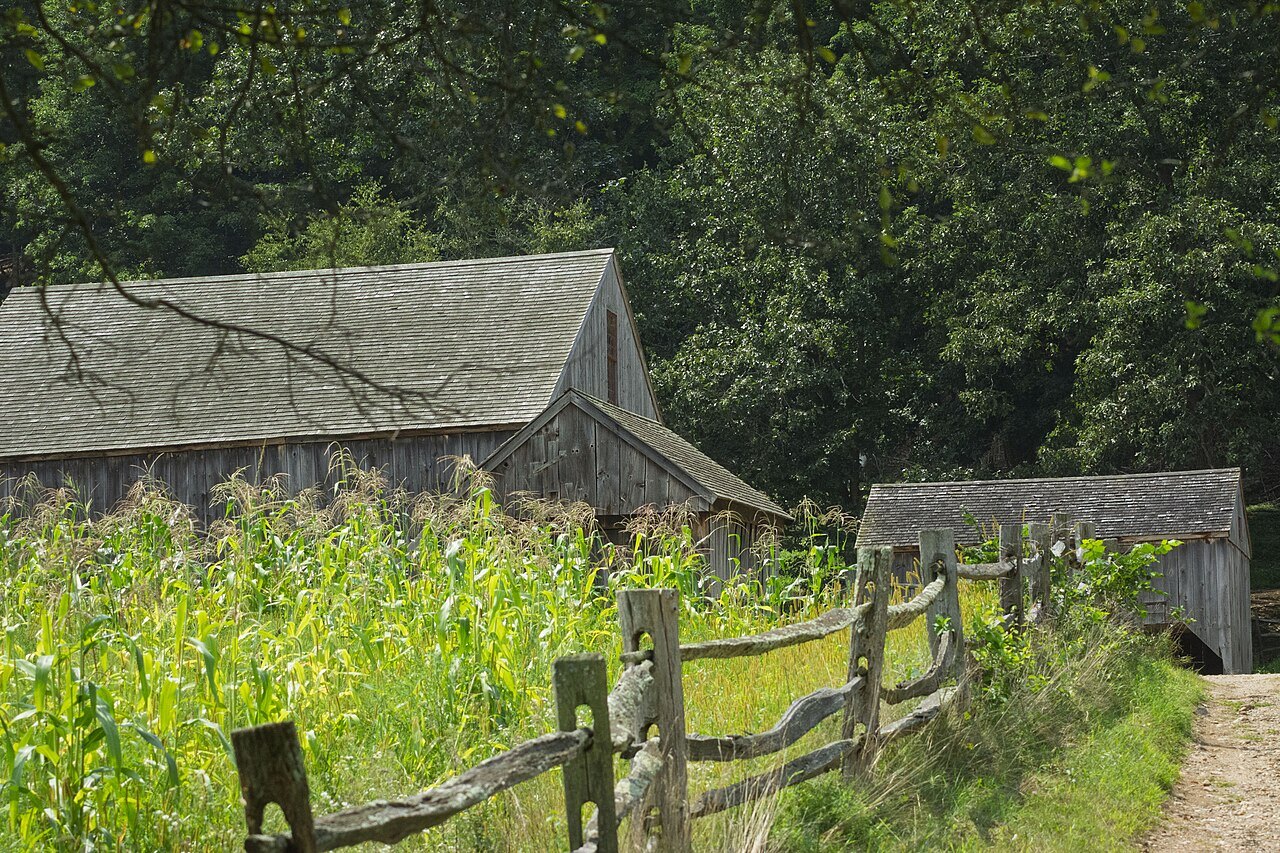 Corn growing beside rail fences and gray barns at Freeman Farm