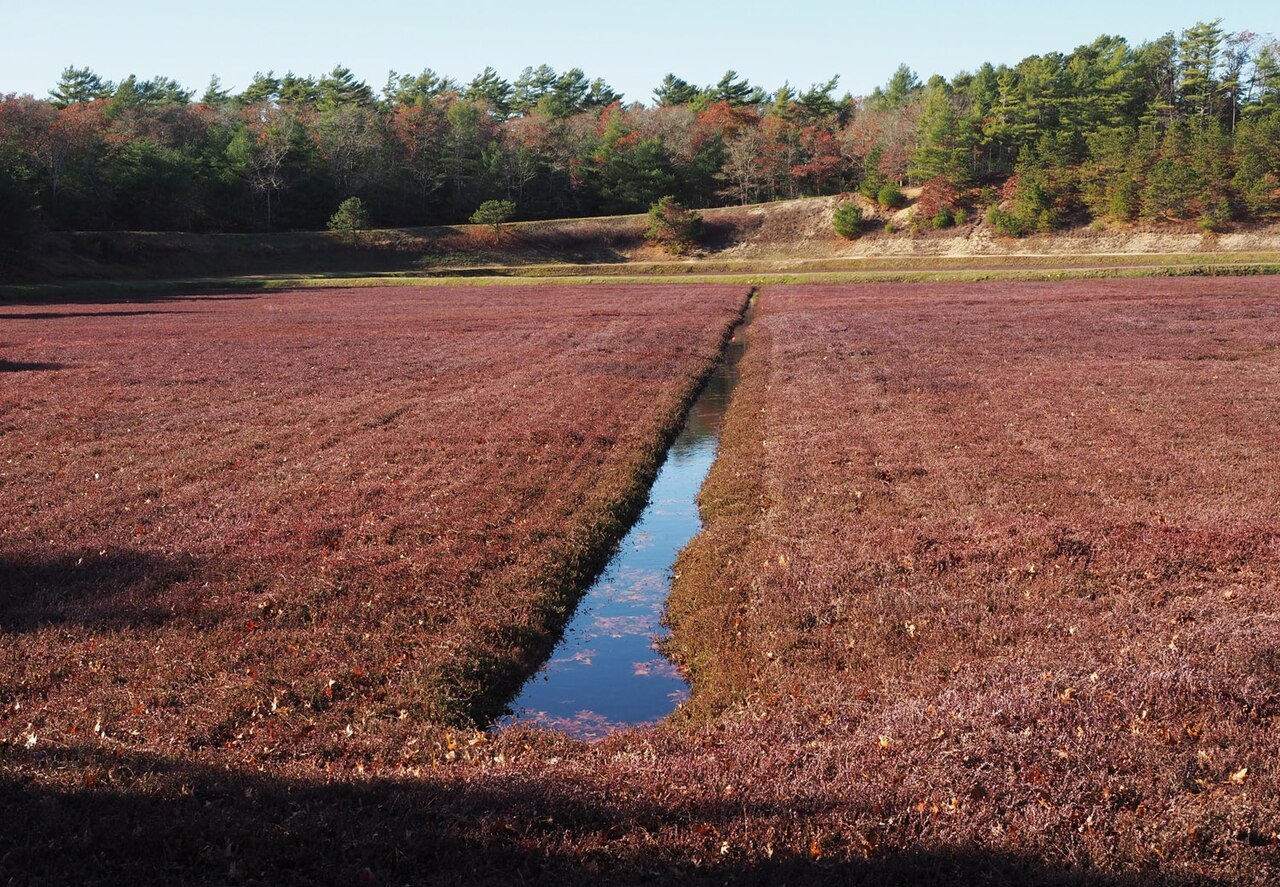 A cranberry bog near Plymouth, the red vines divided by a channel of water