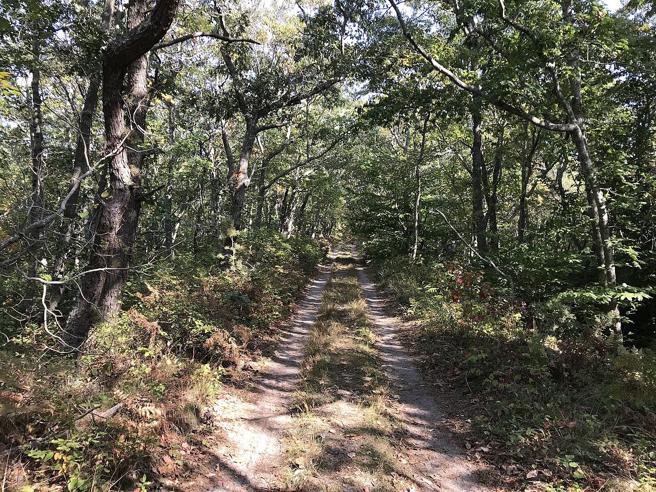 The Old Colony Nature Pathway between low oaks