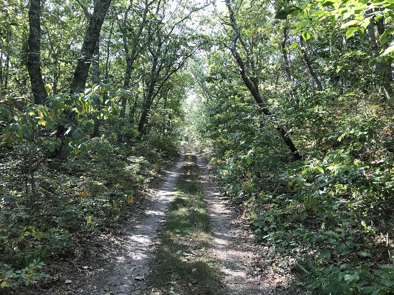 A sandy track through the woods on the Old Colony Nature Pathway