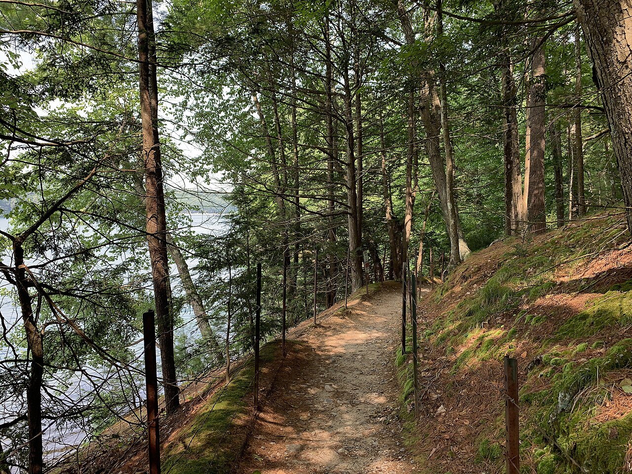 The path around the pond, through pines on the steep bank