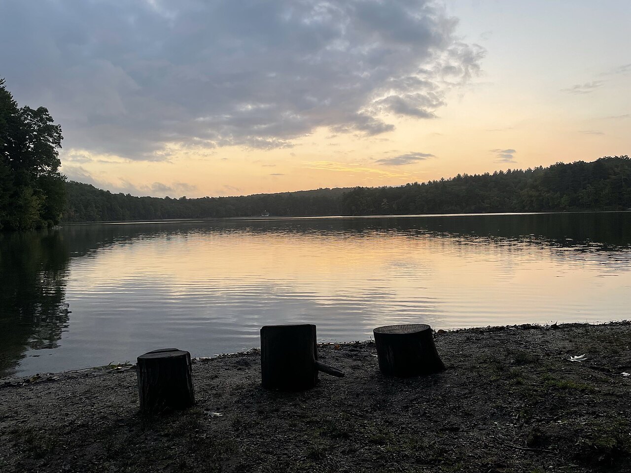 Evening light on the pond, three stumps at the water's edge