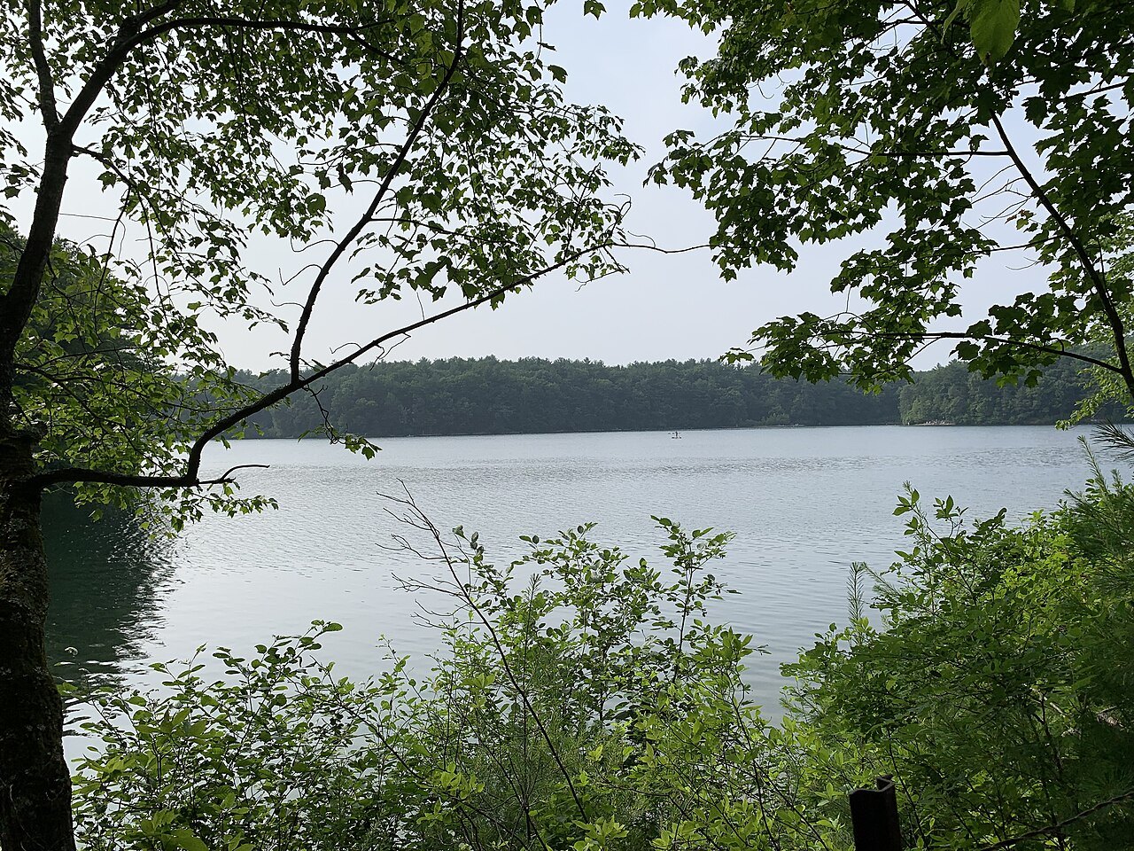 Walden Pond seen through the leaves of the shore woods
