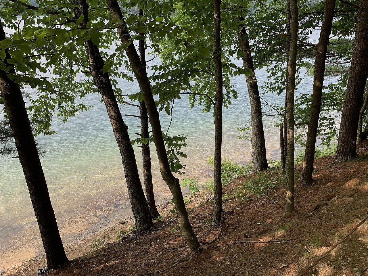 Trees leaning over the clear shallows along the shore